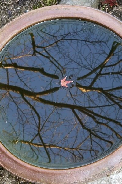 Tree reflection and maple leaf floating in basin, Kyoto, Honshu, Japan