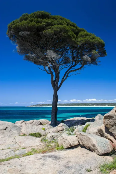 Framed Print : Tree on rocky cliff, Shelley Cove, near Eagle Bay, Western Australia Framed Print : Tree on rocky cliff, Shelley Cove, near Eagle Bay, Western Australia