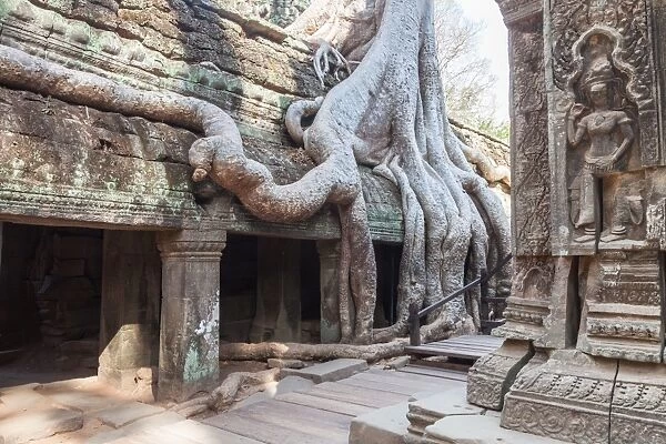 Tree Roots Covered Ta Prohm Ancient Temple