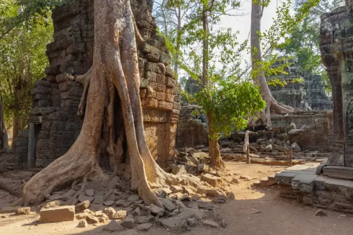 Framed Print : Tree Roots Covered Ta Prohm Ancient Temple