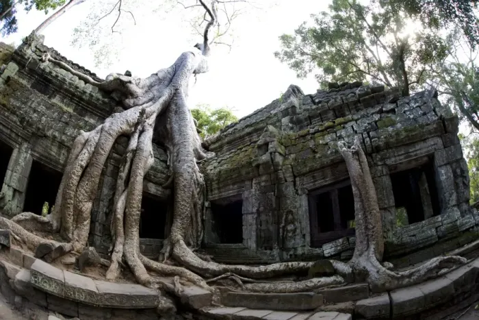 Framed Print : Tree roots covering temple ruins in the ancient city of Angkor Wat, Northwestern Cambodia Framed Print : Tree roots covering temple ruins in the ancient city of Angkor Wat, Northwestern Cambodia