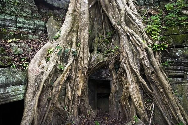 Tree roots engulfing Ta Prohm temple