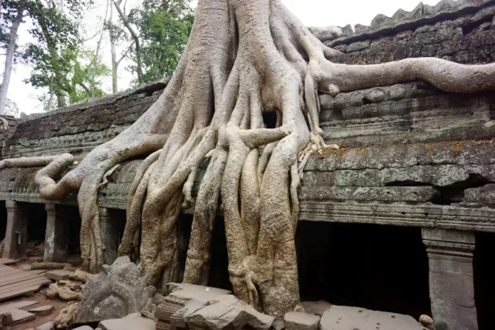 Framed Print : Tree roots growing over temple ruins Framed Print : Tree roots growing over temple ruins