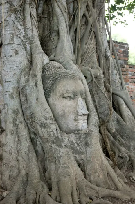 Framed Print : Tree Roots Wrapped Around Buddha Statue Framed Print : Tree Roots Wrapped Around Buddha Statue