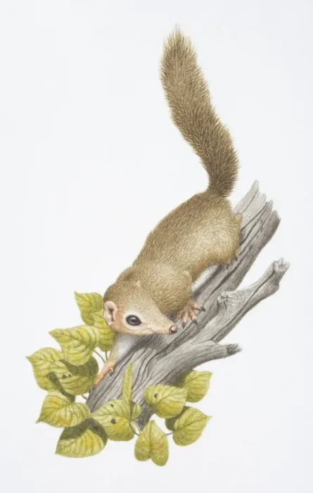 Framed Print : Tree Shrew, Tupaia sp. on a branch Framed Print : Tree Shrew, Tupaia sp. on a branch
