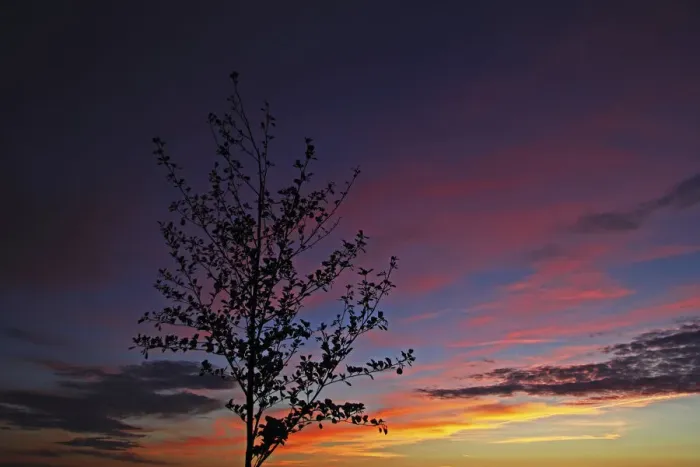Framed Print : Tree silhouette against the evening sky, Mittelberg, Biberach an der Riss, Upper Swabia, Baden-Wurttemberg, Germany Framed Print : Tree silhouette against the evening sky, Mittelberg, Biberach an der Riss, Upper Swabia, Baden-Wurttemberg, Germany