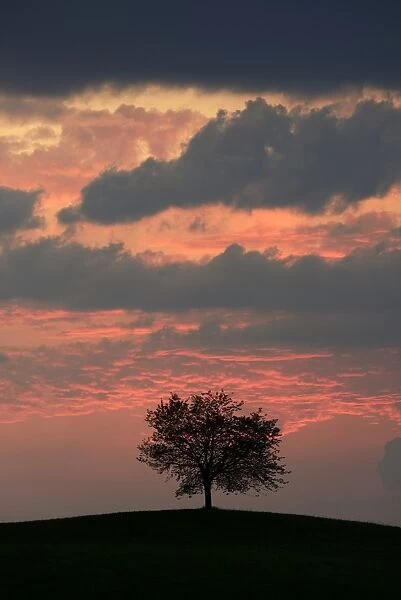 Tree silhouetted against a sky full of storm clouds, Hirzel, Canton of Zurich, Switzerland