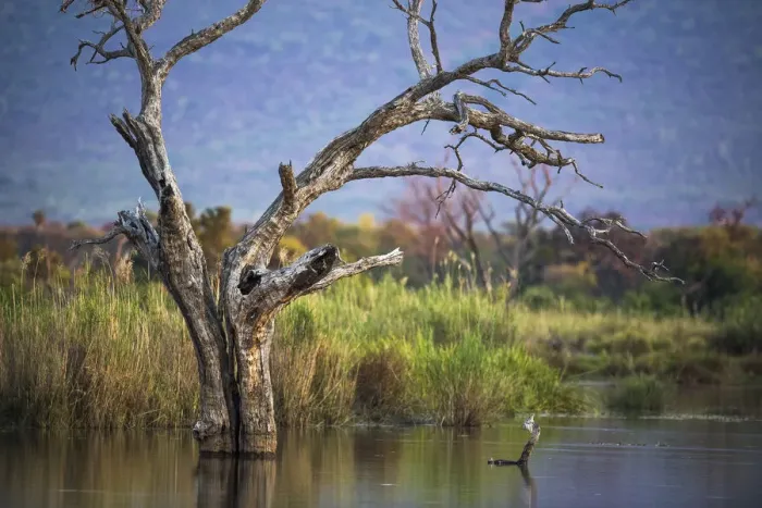 Framed Print : Tree skeleton in the Marataba River, Marataba Private Game Reserve, Limpopo, South Africa