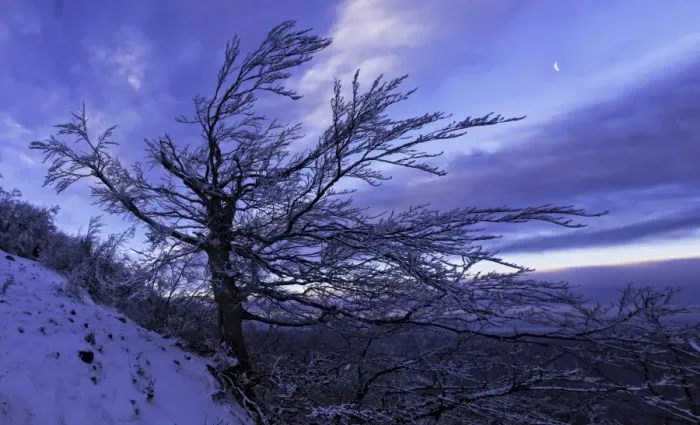 Framed Print : Tree in snow at sunrise, Monte Catria, Apennines, Marche, Italy Framed Print : Tree in snow at sunrise, Monte Catria, Apennines, Marche, Italy