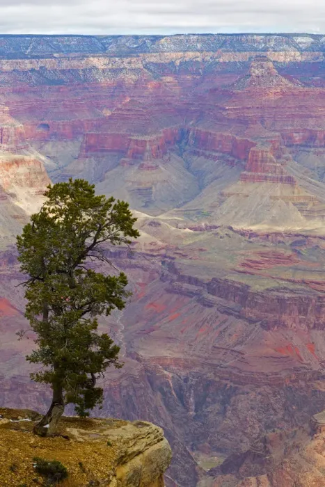Framed Print : Tree and South Rim, Grand Canyon National Park, Arizona, USA Framed Print : Tree and South Rim, Grand Canyon National Park, Arizona, USA