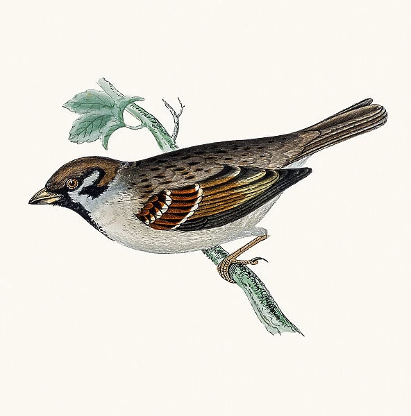 Tree Sparrow bird