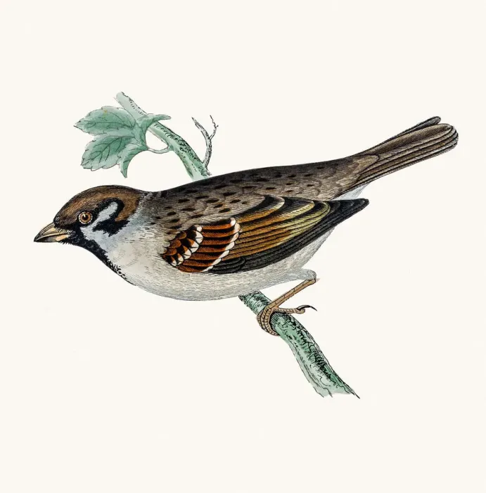 Framed Print : Tree Sparrow bird Framed Print : Tree Sparrow bird
