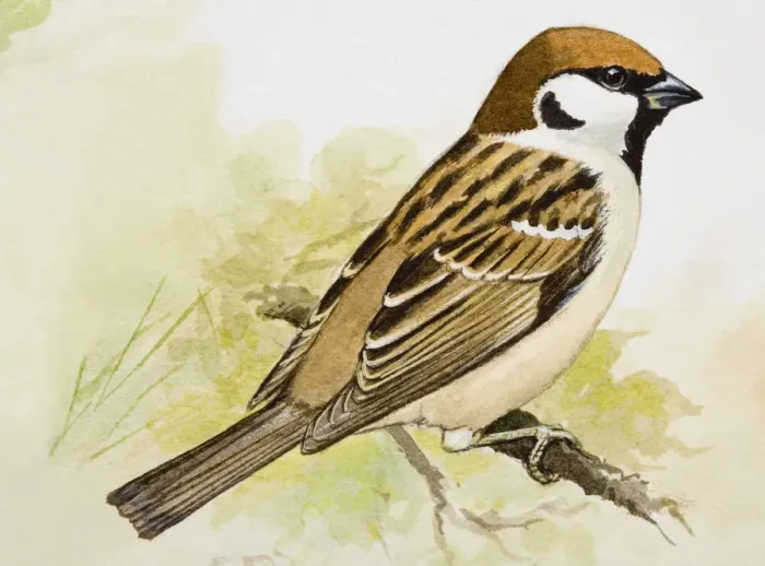 Framed Print : Tree sparrow (Passer montanus), perching on a branch, side view Framed Print : Tree sparrow (Passer montanus), perching on a branch, side view