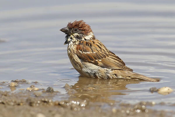 Tree Sparrow -Passer montanus- in a puddle, Apetlon, Burgenland, Austria