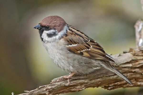 Tree Sparrow -Passer montanus-, Untergroningen, Abtsgmuend, Baden-Wurttemberg, Germany