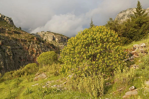 Tree Spurge -Euphorbia dendroides- growing in Butterfly Valley or Kelebek Vadisi, Lycian coast, near Faralya, Mugla Province, Aegean region, Turkey
