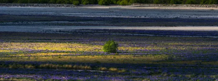 Framed Print : A tree standing on a lupine field Framed Print : A tree standing on a lupine field