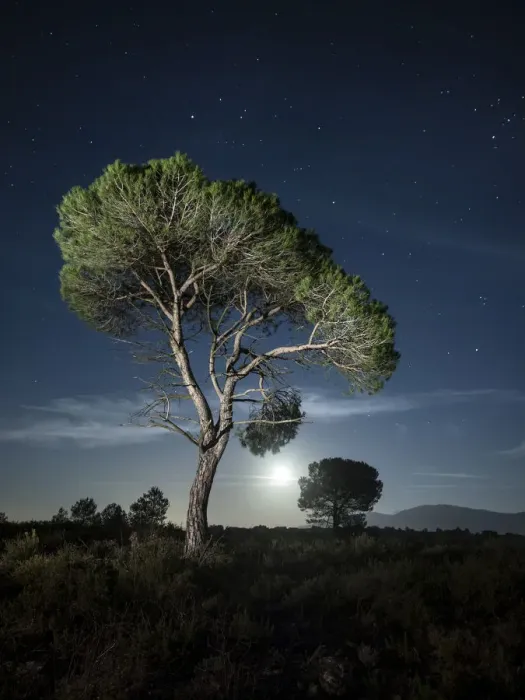 Framed Print : Tree between the stars and the full moon Framed Print : Tree between the stars and the full moon