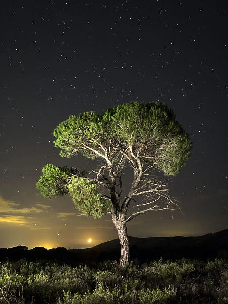 Tree between the stars and the full moon