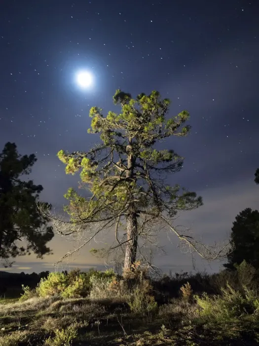 Framed Print : Tree between the stars and the full moon Framed Print : Tree between the stars and the full moon