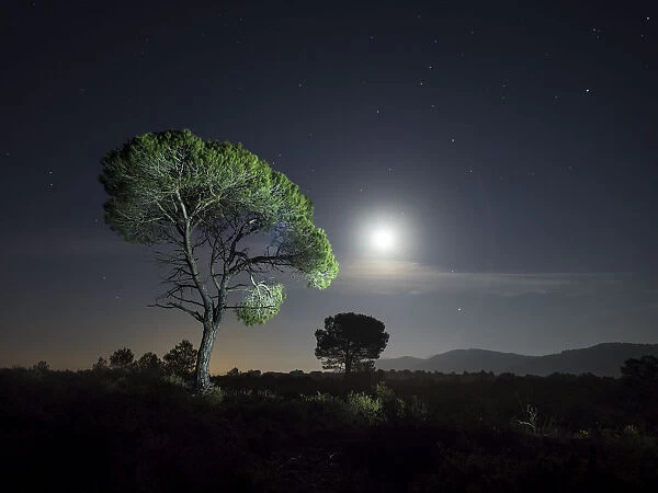 Tree between the stars and the full moon