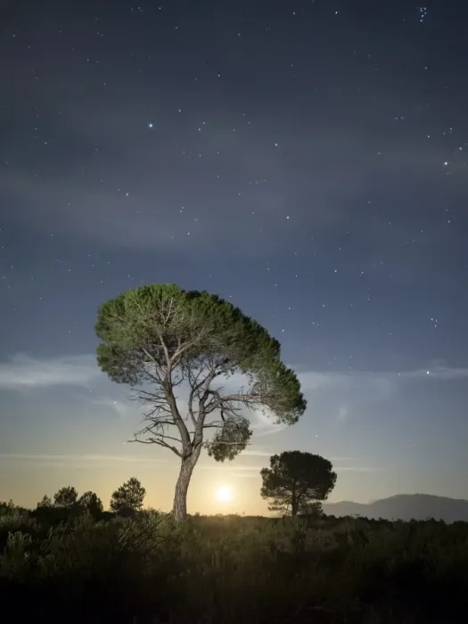 Framed Print : Tree between the stars and the full moon Framed Print : Tree between the stars and the full moon