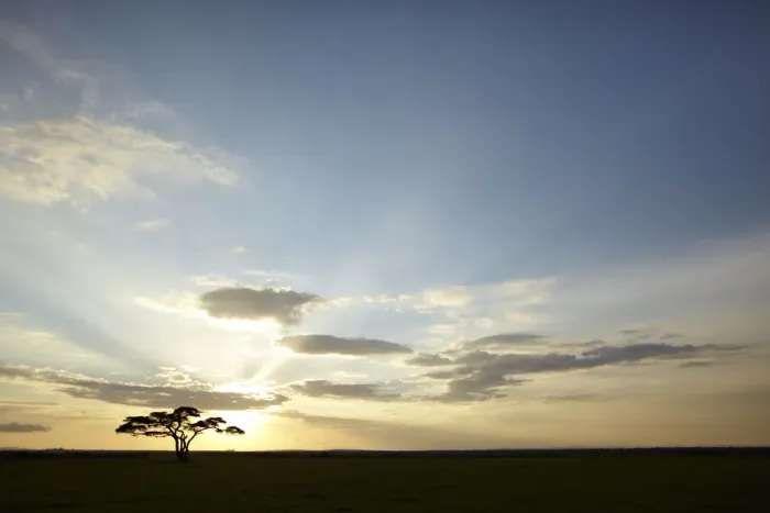 Framed Print : Tree with the sun as backlighting, Serengeti, Tanzania, Africa Framed Print : Tree with the sun as backlighting, Serengeti, Tanzania, Africa
