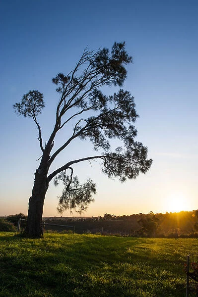 Tree at sunset, Mount Gambier, Victoria, Australia