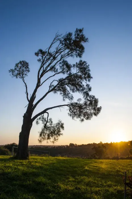 Framed Print : Tree at sunset, Mount Gambier, Victoria, Australia Framed Print : Tree at sunset, Mount Gambier, Victoria, Australia