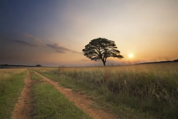 Framed Print : Tree sunset with a two track road in the foreground - Ezemvelo Nature Reserve, Bronkhorstpruit South Africa