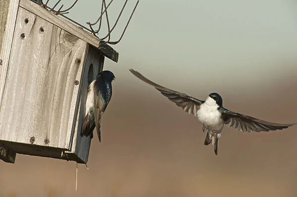 Tree swallows competing for nest box