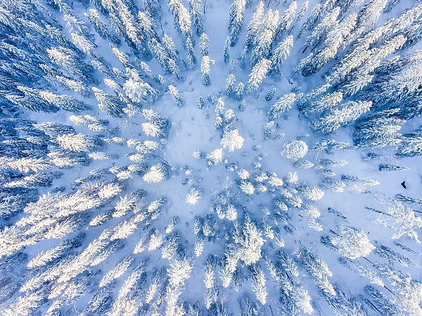 Tree tops seen from above in the winter