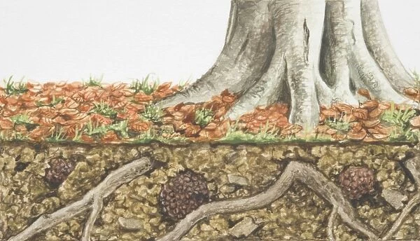Bottom of tree trunk and, underneath, cross section of soil and Tuber aestivum, Summer Truffles, fruiting inbetween tree roots