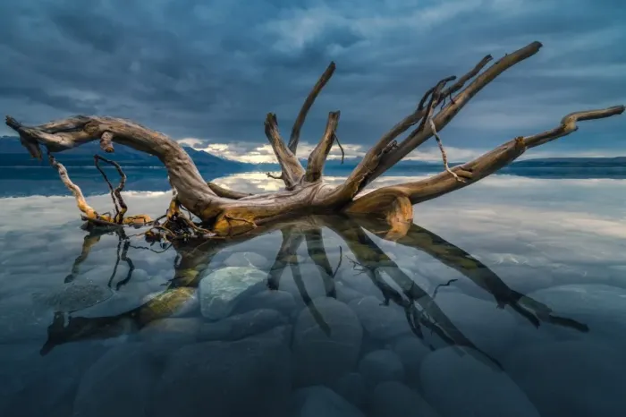 Framed Print : Tree trunk reflection over Lake pukaki
