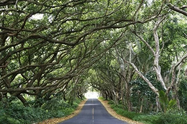 Tree tunnel along Highway 137, Red Road Highway, Hilo, Big Island of Hawaii, USA