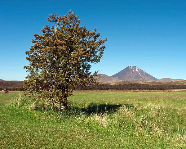Tree and volcano in Tongariro Nation Park