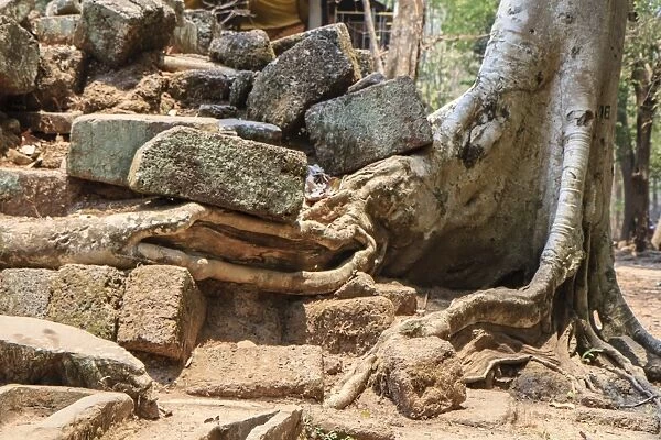 Tree vs stone at Bayon Temple at Angkor Thom complex