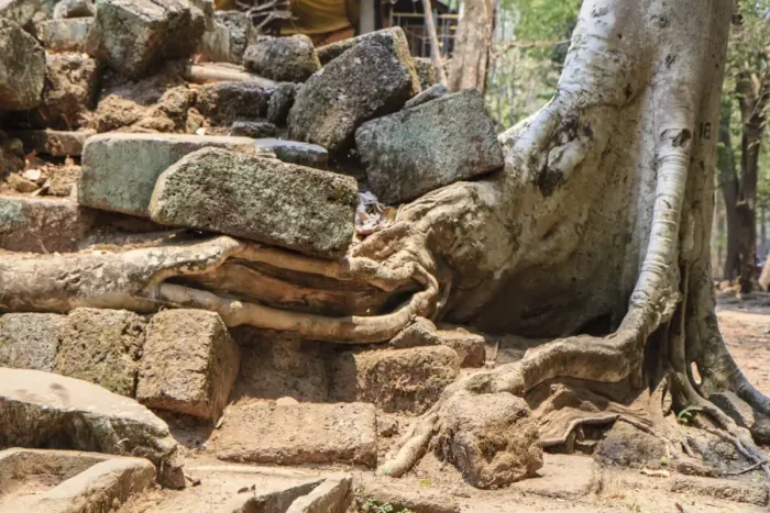 Framed Print : Tree vs stone at Bayon Temple at Angkor Thom complex Framed Print : Tree vs stone at Bayon Temple at Angkor Thom complex