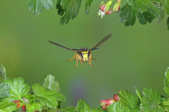 Framed Print : Tree wasp (Dolichovespula sylvestris), in flight, highspeed nature photo, between leaves of gooseberry (Ribes uva-crispa), Siegerland, North Rhine-Westphalia, Germany Framed Print : Tree wasp (Dolichovespula sylvestris), in flight, highspeed nature photo, between leaves of gooseberry (Ribes uva-crispa), Siegerland, North Rhine-Westphalia, Germany
