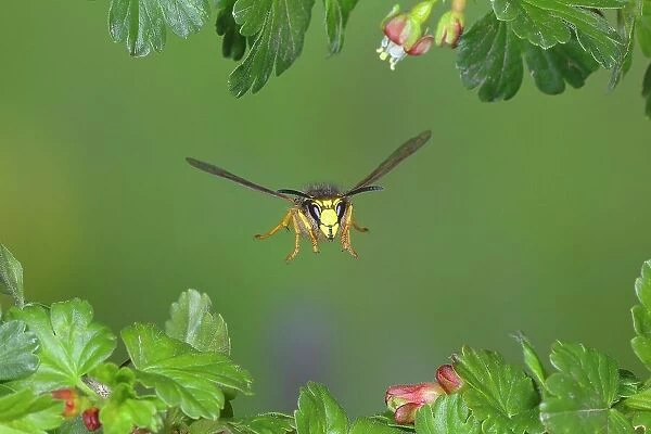 Tree wasp (Dolichovespula sylvestris), in flight, highspeed nature photo, between leaves of gooseberry (Ribes uva-crispa), Siegerland, North Rhine-Westphalia, Germany