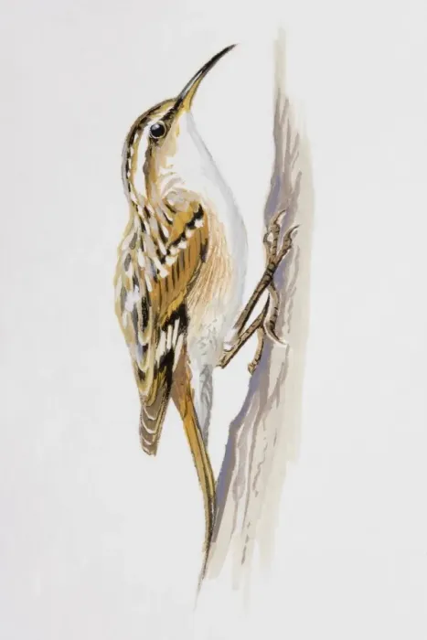 Framed Print : Treecreeper (Certhiidae), perching on a trees bark, side view Framed Print : Treecreeper (Certhiidae), perching on a trees bark, side view