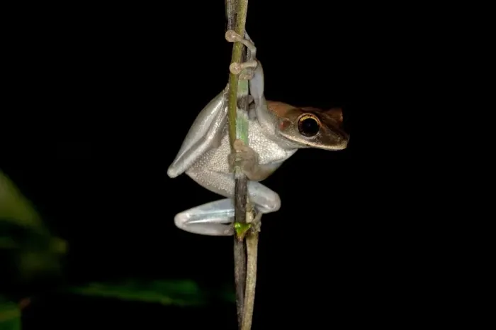 Framed Print : Treefrog -Osteocephalus sp. -, Tiputini rain forest, Yasuni National Park, Ecuador, South America