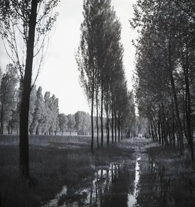 Framed Print : Treelined path Framed Print : Treelined path