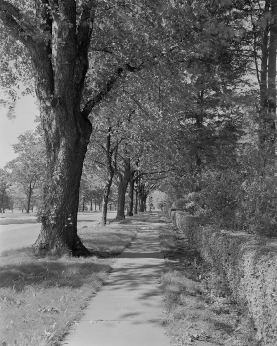 Framed Print : Treelined street with sidewalk Framed Print : Treelined street with sidewalk