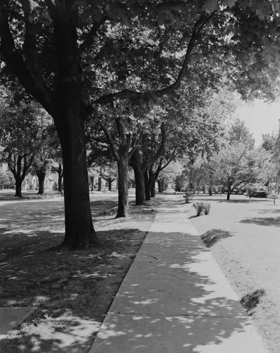 Framed Print : Treelined street with sidewalk Framed Print : Treelined street with sidewalk