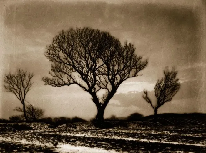 Framed Print : Three Trees Framed Print : Three Trees