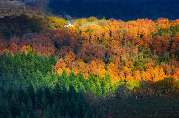Framed Print : Amongst the trees