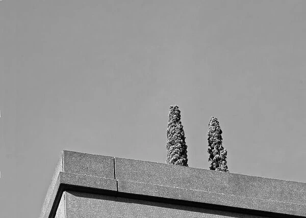 Two Trees. A black and white photograph of two trees on the balcony of