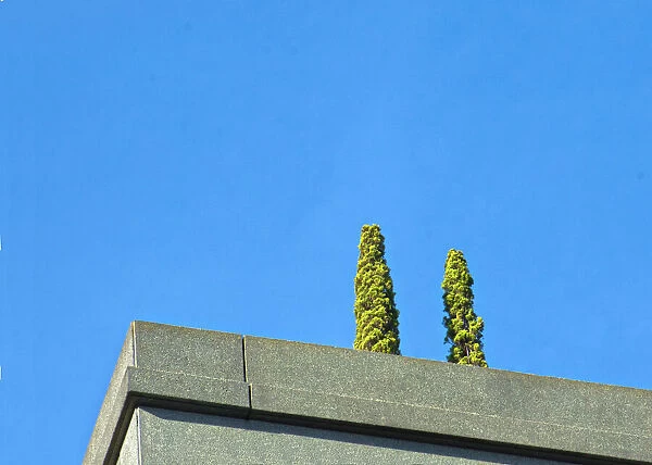 Two Trees. A color photograph of two trees on a rooftop balcony of a commercial