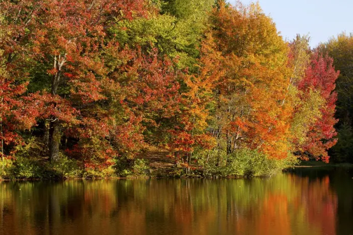 Framed Print : Trees in autumnal colours reflected in lake, Iron Hill, Quebec, Canada Framed Print : Trees in autumnal colours reflected in lake, Iron Hill, Quebec, Canada